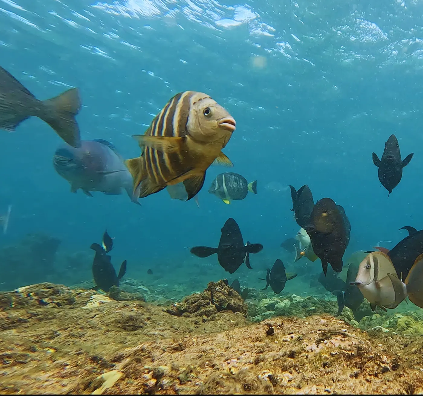 fish-swimming-hawaii A group of colourful fish swimming in shallow mater with mud and rocks on the sea floor.