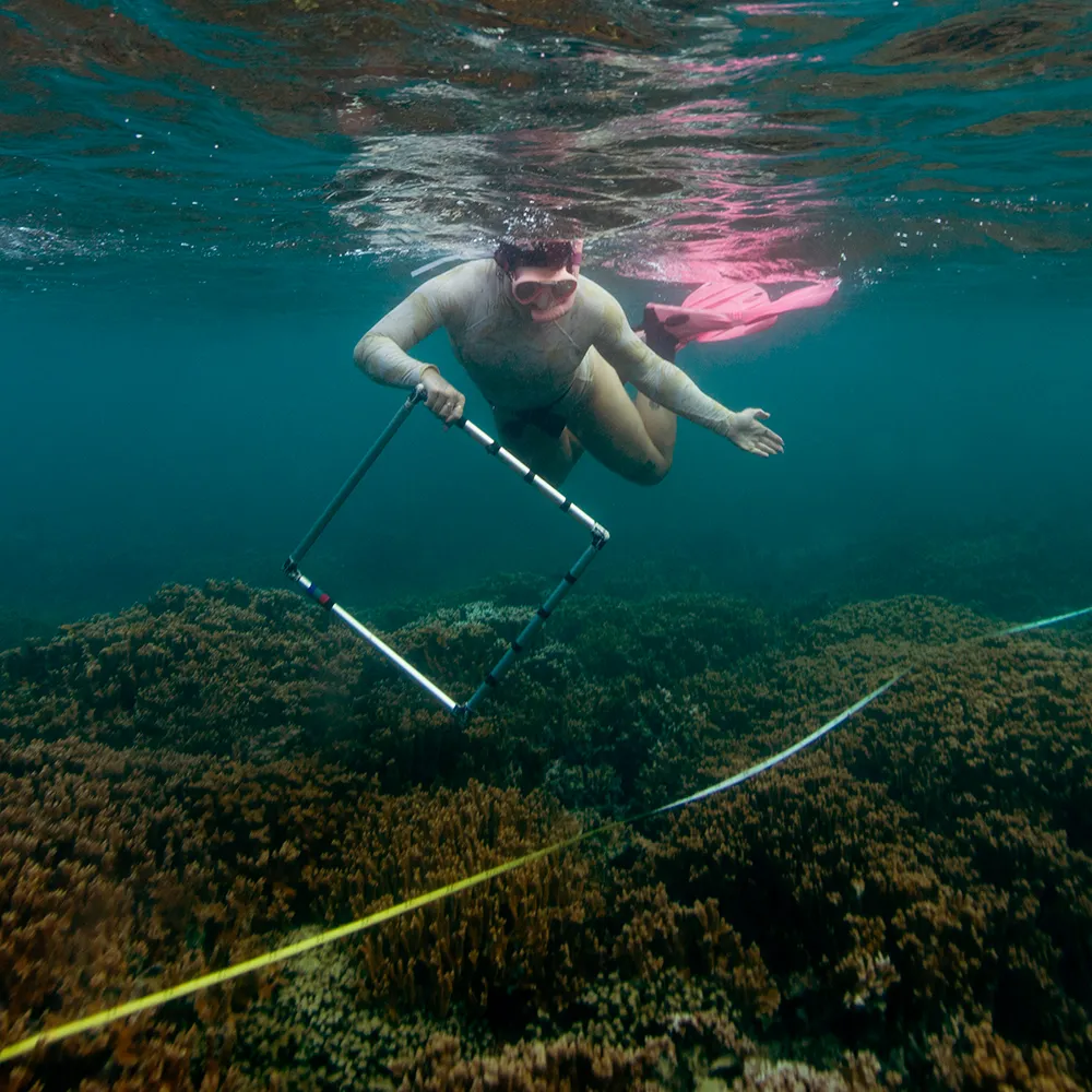 himb-splashweek-coralchanging A marine researcher diving with pink flippers over a bed of brown coral reef.