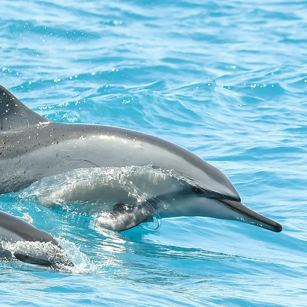 himb-splashweek-dolphin Two dolphins swimming side by side in bright blue waters.